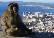 Gibraltar Ape