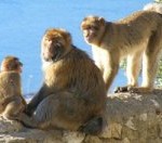 Gibraltar Apes