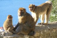 Gibraltar Apes