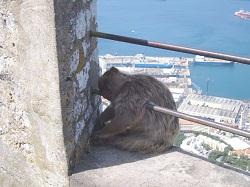 Gibraltar Ape Sleeping